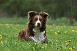 BORDER COLLIE 991